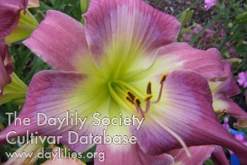 Daylily Lyrical Lavender